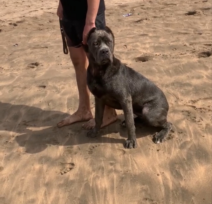 Femelle cane corso race pure 8 mois