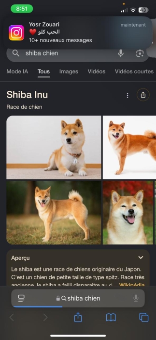 Shiba Inu