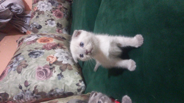 Scottish fold