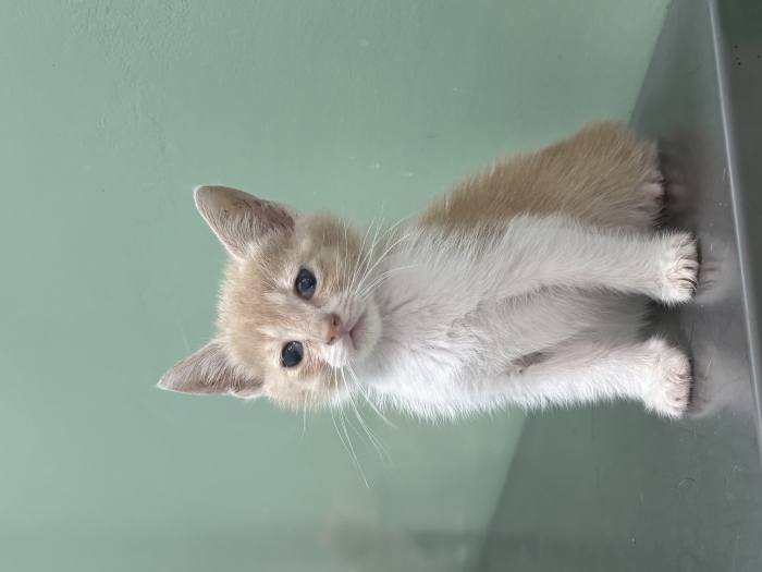 Adoption (pas de vente)