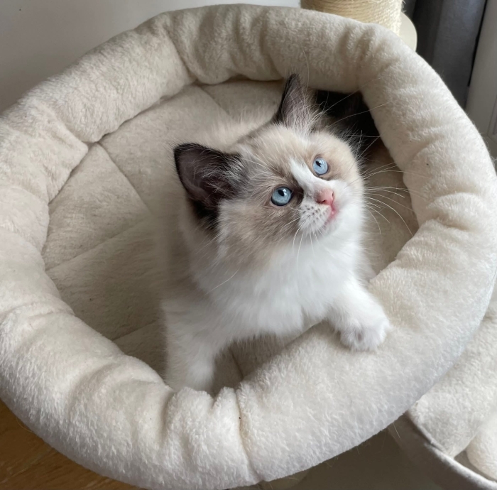 Ragdoll chaton