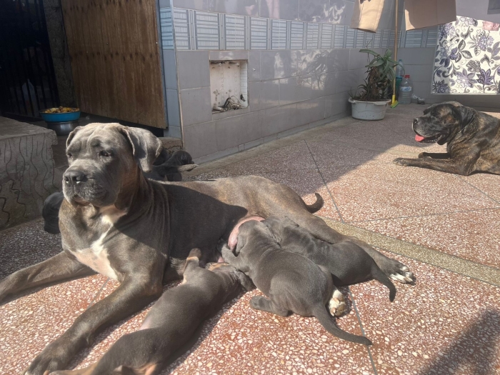 Chiots cane corso