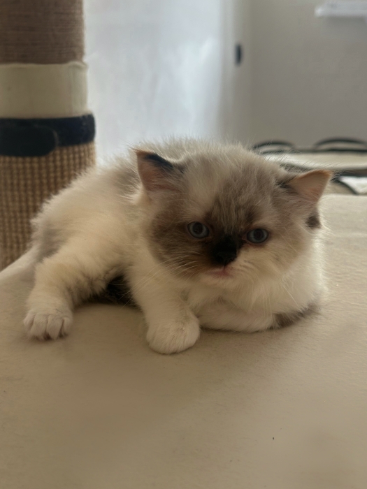 Ragdoll pure race cream point