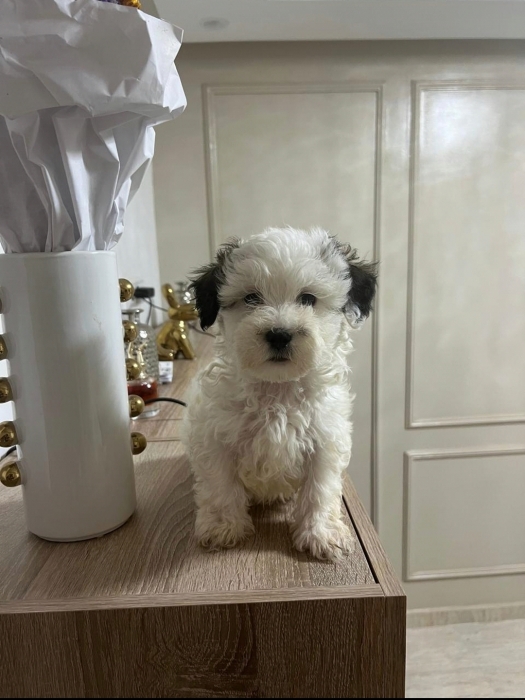 Bichon Havanais 🎊