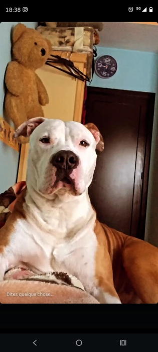 American Staffordshire terrier