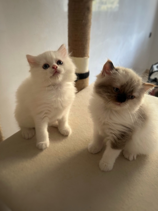 Ragdoll pure race cream point