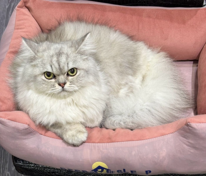British longhair silver