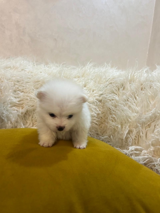 Chiots spitz pommairanie