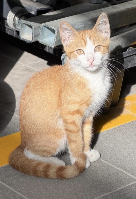 Adoption