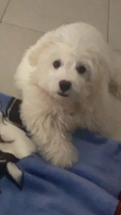 Bichon Mâle blanc