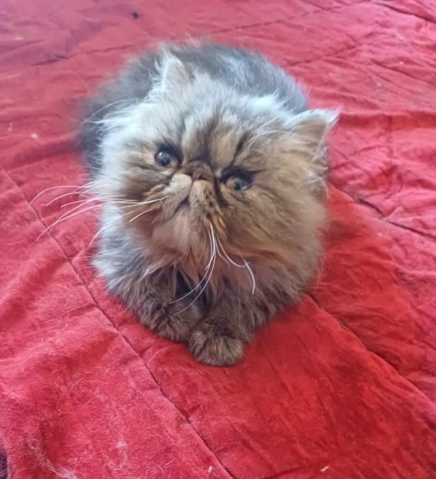 Femelle persan 3 mois