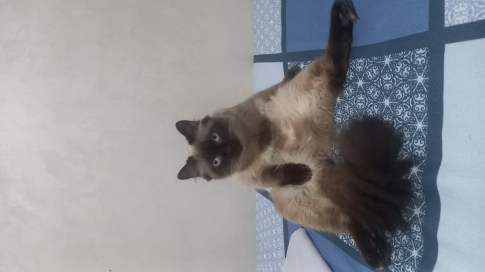 Une chat de 8 mois vaccinée et avec son carnetde santé