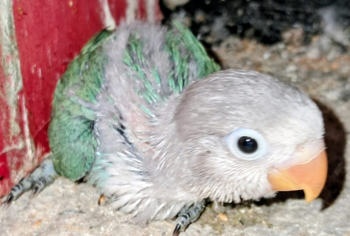 Inseparables dressage