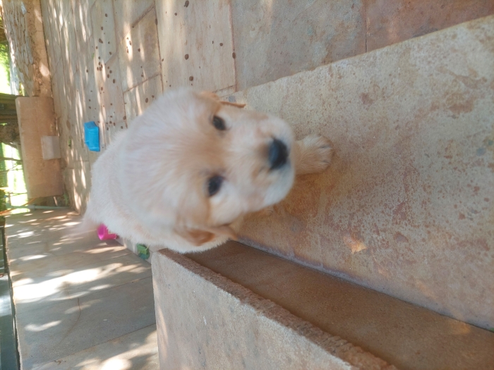 Chiots golden retriever