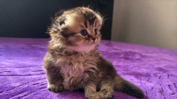 Scottish fold & british & Highland fold