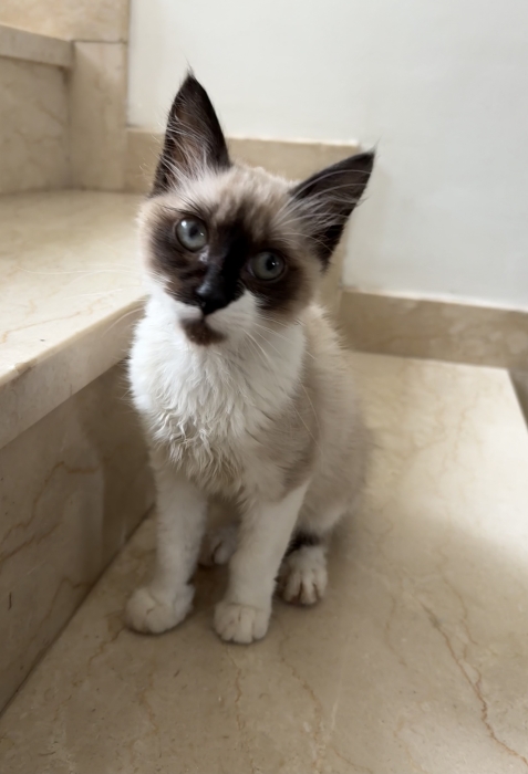 chaton siamois à adopter