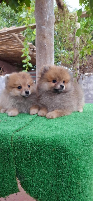 Spitz Pomeranian