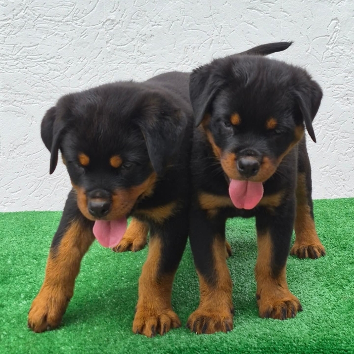 Chiot rottweiler race pure