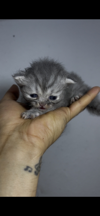 Magnifique Chaton Persan Chinchilla Poil Long