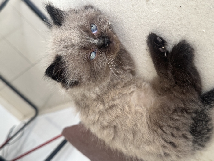 Ragdoll pures race affectueux