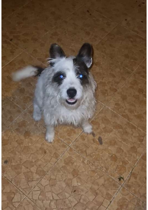 Chien a donner