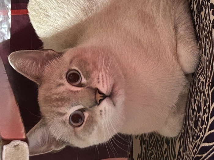 Oscar, chat doux et sociable à l’adoption