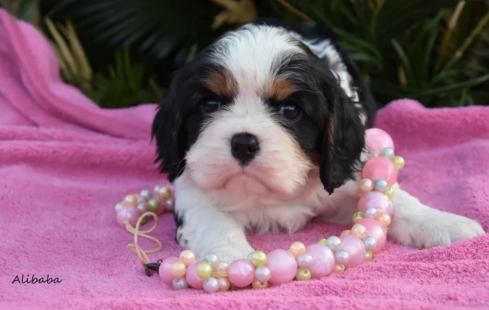 Cavalier King Charles