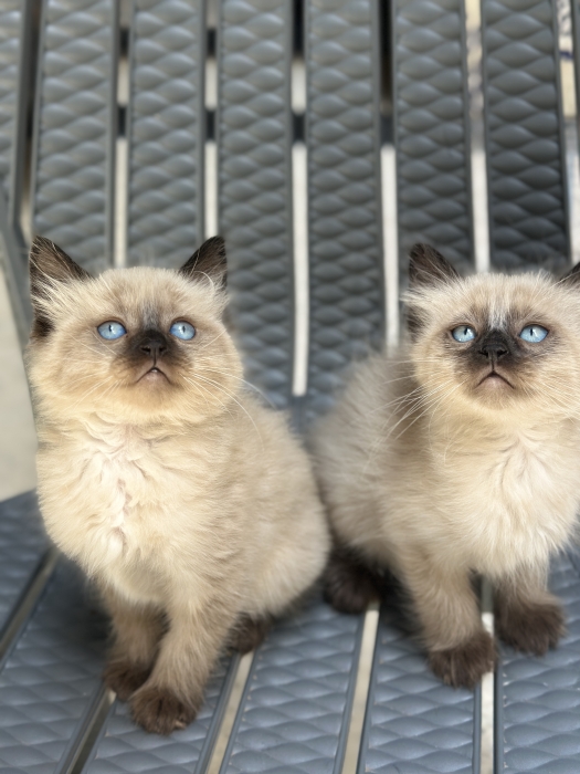 Siamois chat