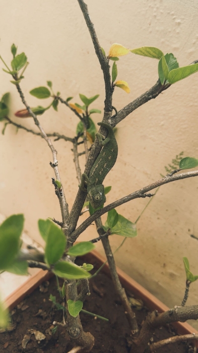 Cameleon