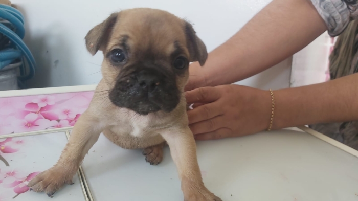 3 Chiots bulldog francais