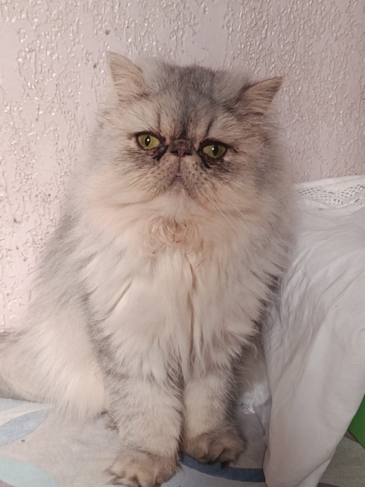 Femelle persan chinchilla