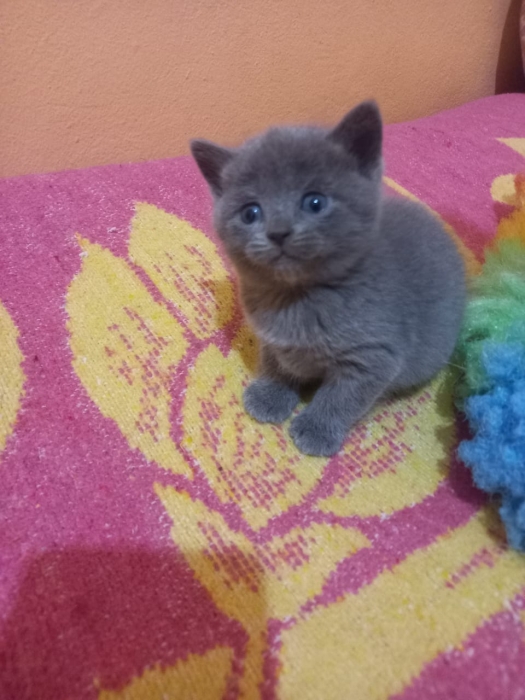 Chatons Scottish fold et straight