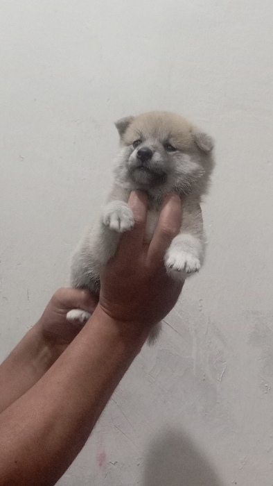 Shiba inu puppies