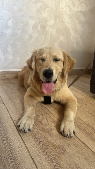 Golden retriever