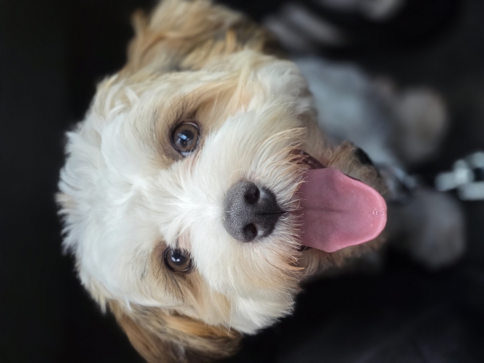 Mix shitzu/bichon pour adoption