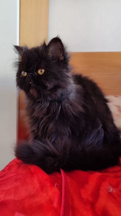 Femelle persan race pur smocky