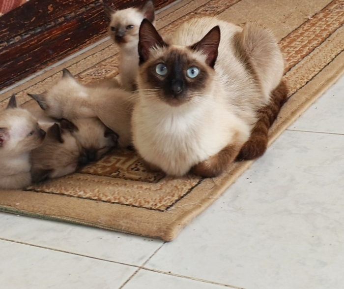 Chatons siamois