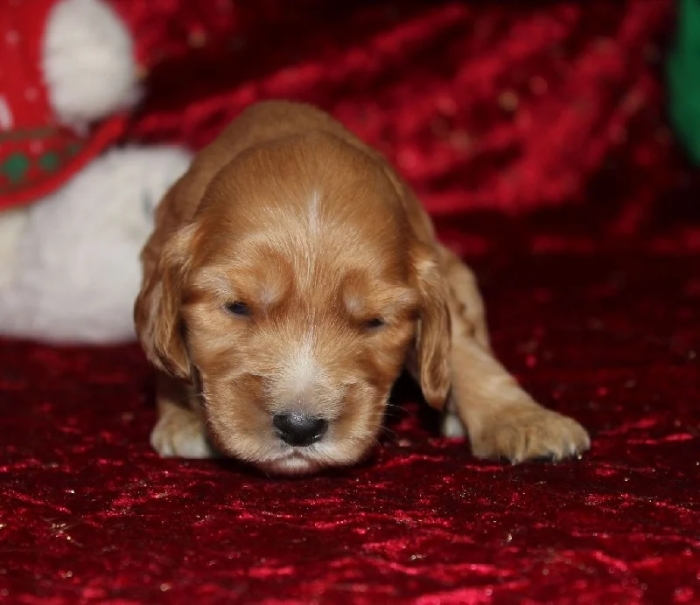 Cocker Anglais 🐾