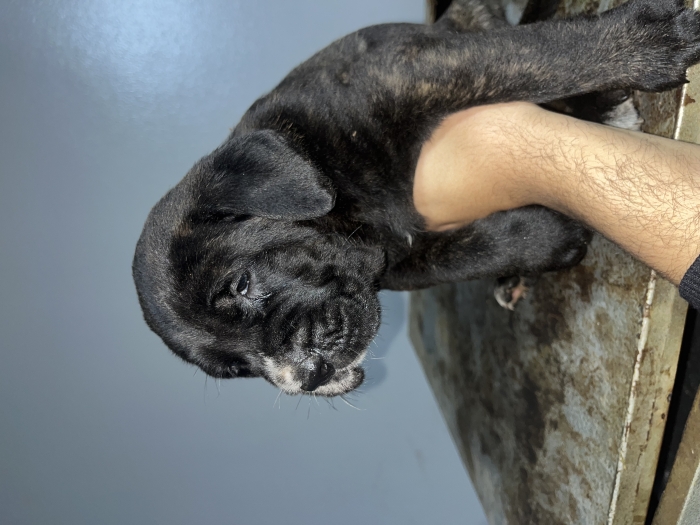 Cane Corso