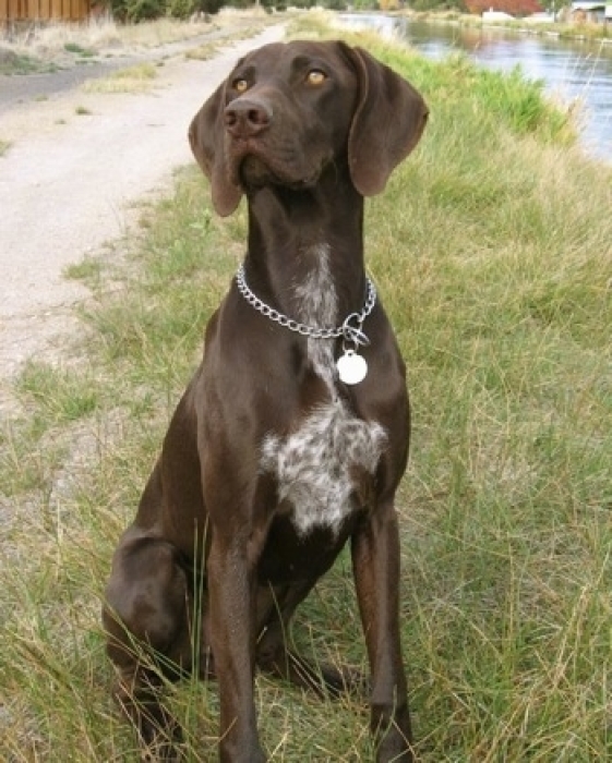Chien German Shorthaired Pointer - Braque Allemand
