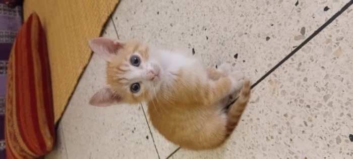 Chaton à donner