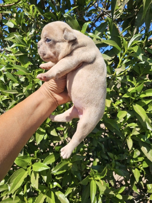 Bulldog Français