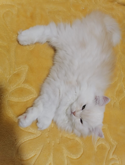 قطط صغيرة مع ذكر بالغ