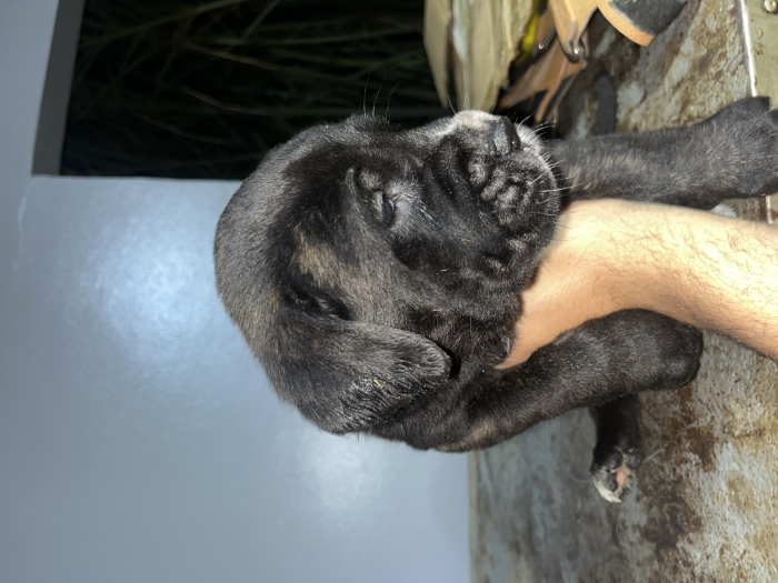 Cane Corso