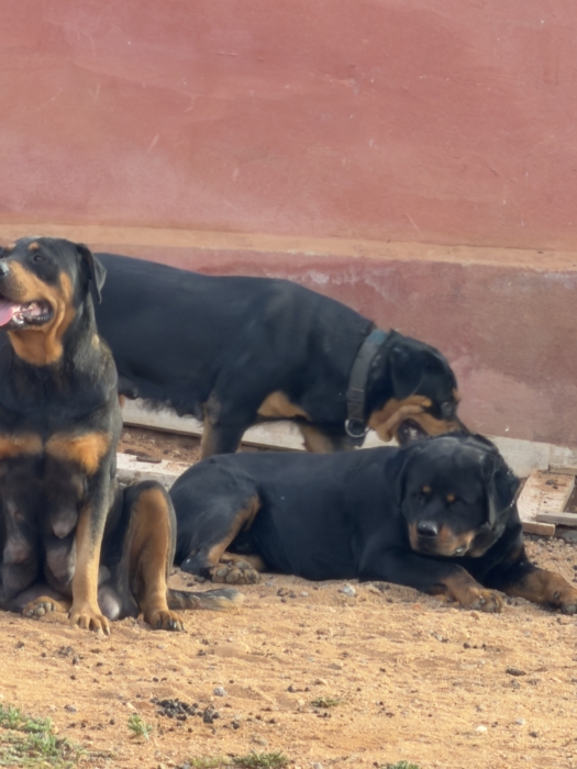 Rottweiler puppy for sell جراء روت وايلر للبيع