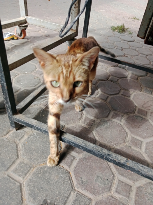 female bengal cat