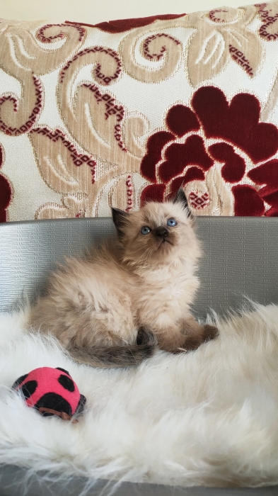 Siamois Himalayens سيامي همالايا مشعرين