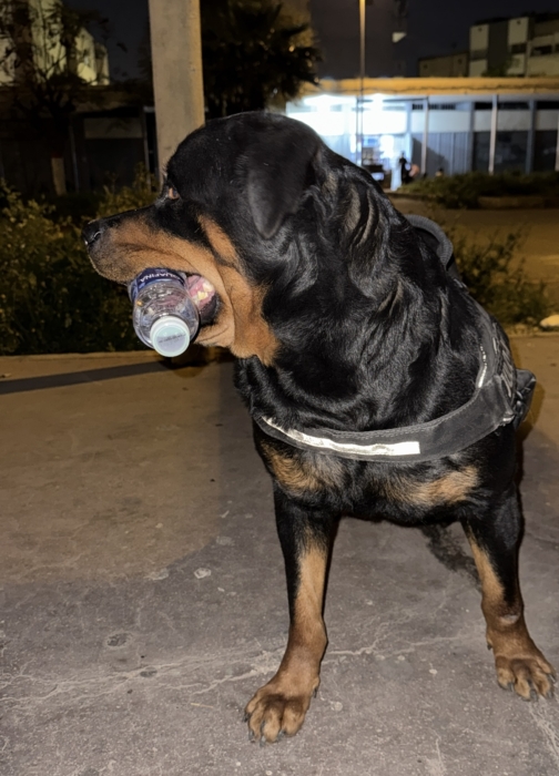Rott