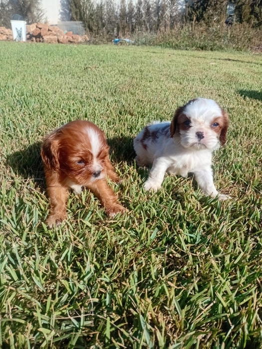 Cavalier King Charles