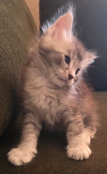 Superbes Chatons Maine Coon – Disponibles à la réservation
